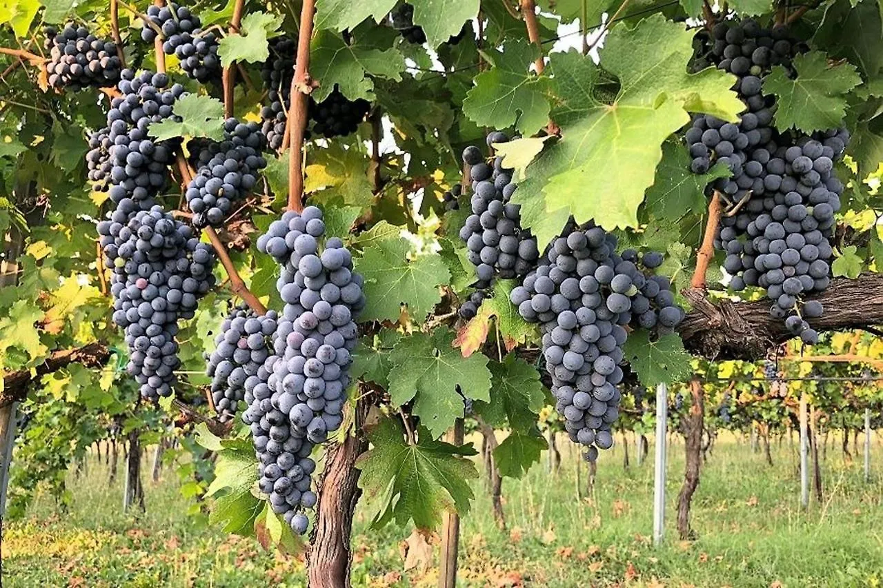 Agriturismo Podere Prasiano Marano sul Panaro Farm stay